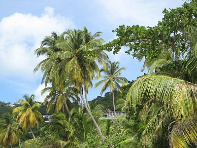 Viele Palmen am Strand