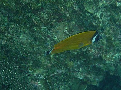 Bunter Fisch unter Wasser