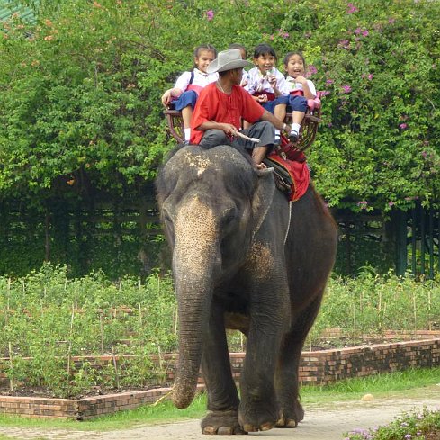 Elefantenreiten im Rosengarten “Sam Phran”