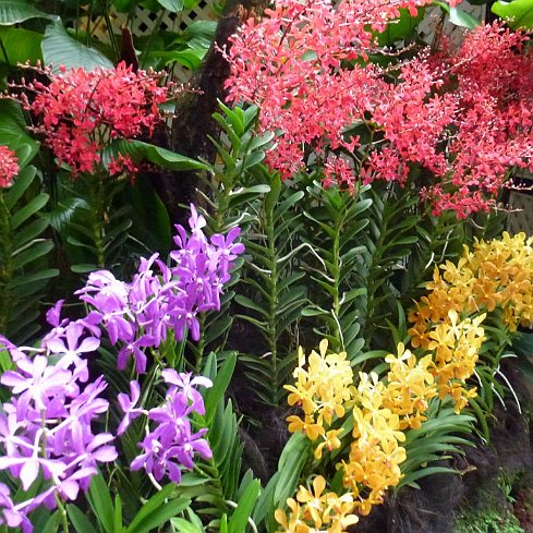 National Orchid Garden 2