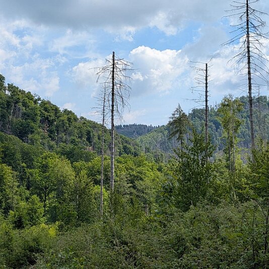 K1600_PXL_20250531_085555782