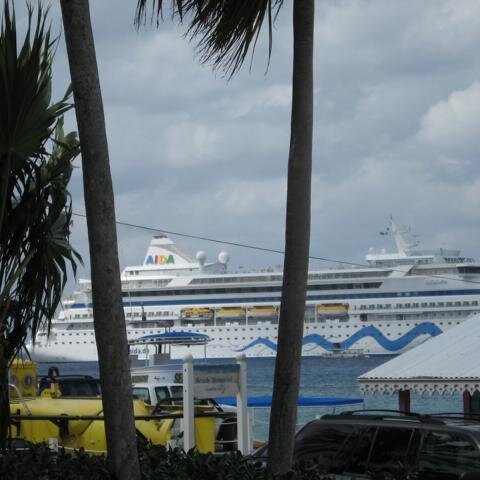 Zwei Palmen mit AIDAvita