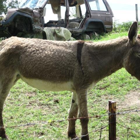 Esel mit exotischen Stall im Hintergrund