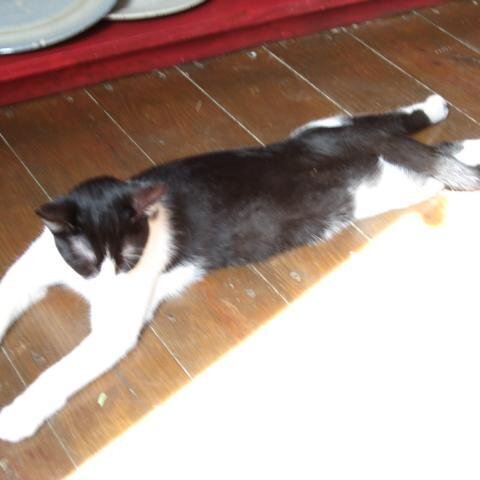 Niedliche Katze (Haltungsnote = 10)