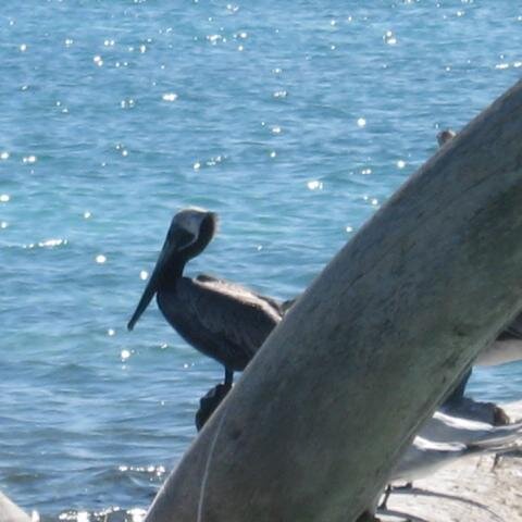 Pelikan auf Baumstamm (1)