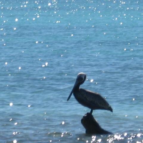 Pelikan auf Baumstamm (2)