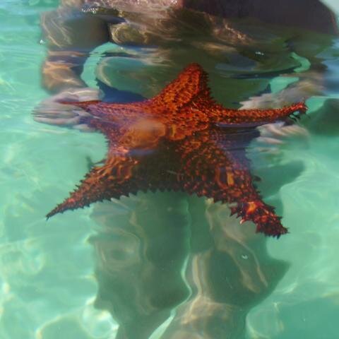 Seestern (im Vordergrund)