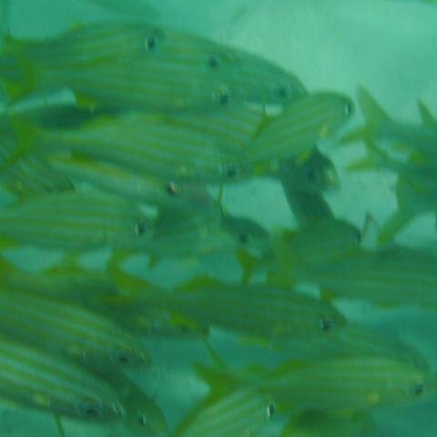 Viele Fische (Nahaufnahme)