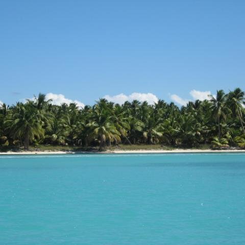 UnberÃ¼hrte Palmenlandschaft