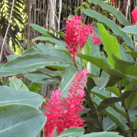 Pflanze im Botanischen Garten 2