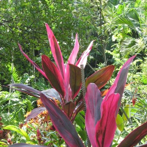 Pflanze im Botanischen Garten 3