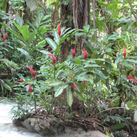 Pflanze im Botanischen Garten 4