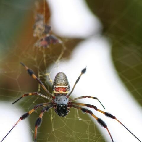 Unbekannte Spinne
