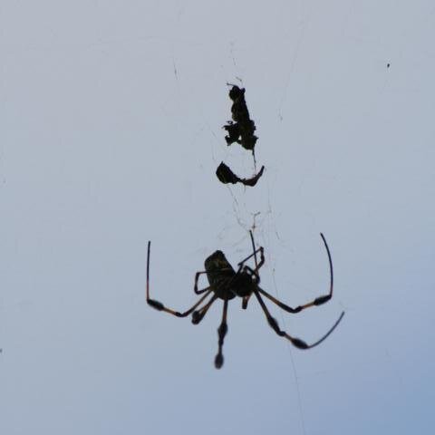 unbekannte Spinne 2