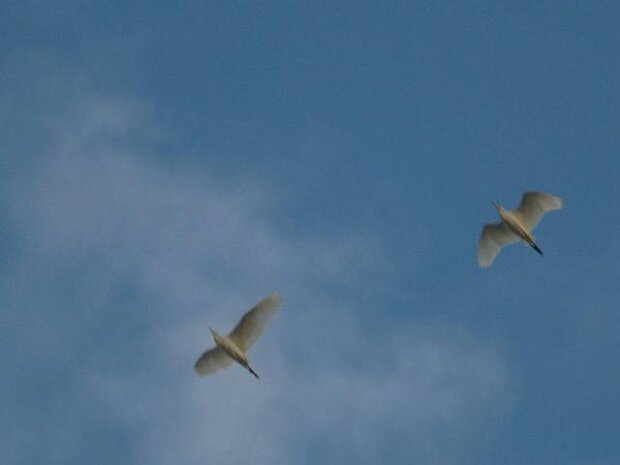 Delphine & andere Tiere