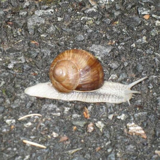 Weinbergschnecke