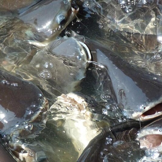 Welse im Chao Phraya