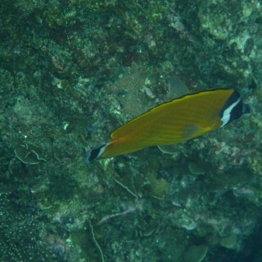 Bunter Fisch unter Wasser