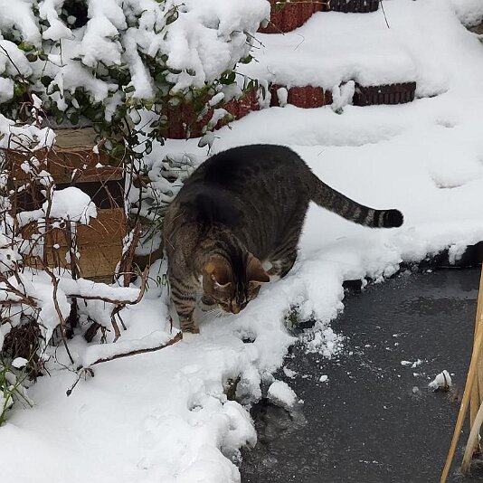 20210130_112640 Tommy kann mit dem zugefrorenen Teich nichts anfangen.