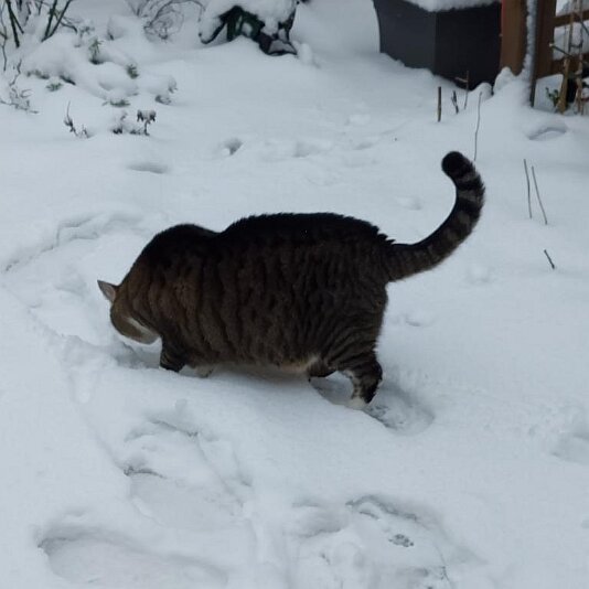 20210130_112736 Unsere Katzen sind noch etwas skeptisch, was das weiße Zeug betrifft.