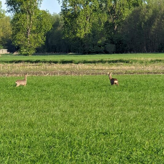 Rehe in Oberneuland Rehe in Oberneuland