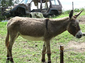 Esel mit exotischen Stall im Hintergrund