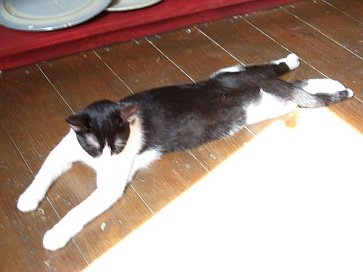 Niedliche Katze (Haltungsnote = 10)