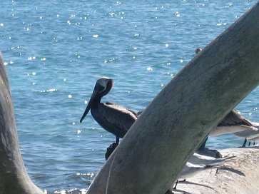 Pelikan auf Baumstamm (1)