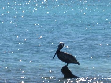 Pelikan auf Baumstamm (2)