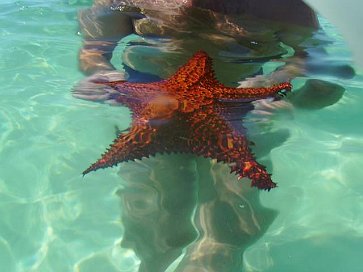 Seestern (im Vordergrund)