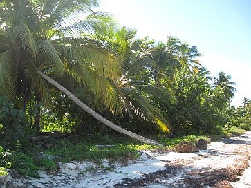 Strand - Insel Saona 10