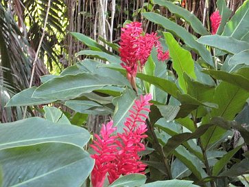 Pflanze im Botanischen Garten 2