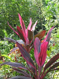 Pflanze im Botanischen Garten 3