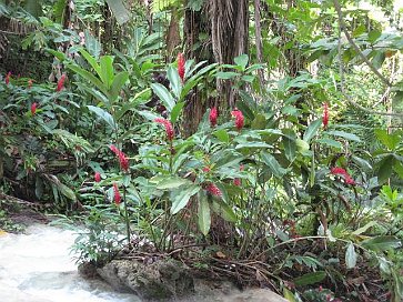 Pflanze im Botanischen Garten 4