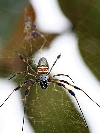 Unbekannte Spinne
