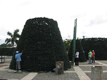 Weihnachtsbaum wird zusammengbaut