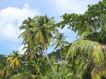 Viele Palmen am Strand