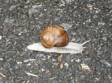 Weinbergschnecke