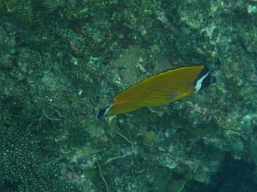 Bunter Fisch unter Wasser