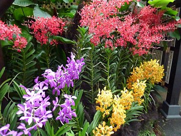 National Orchid Garden 2