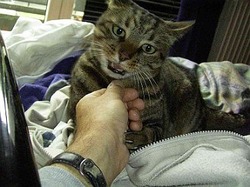 Katzen Juli 2005 007